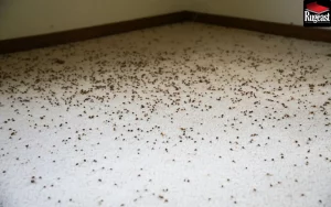 The dangers of a dirty carpet for health - rugeast (1)