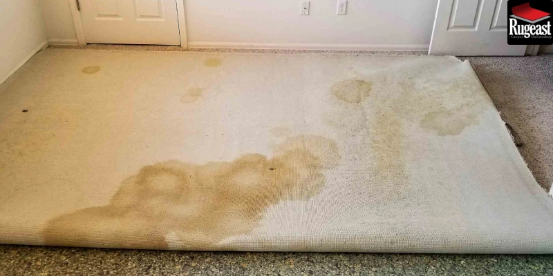 carpet stains and bad odor - rugeast