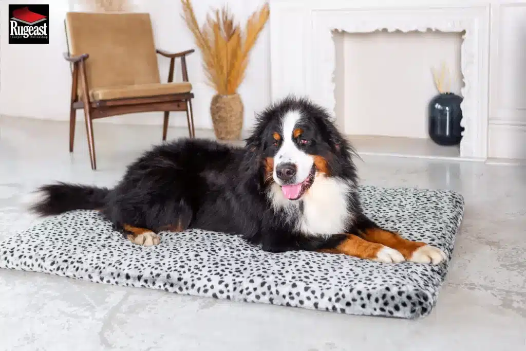 Haustierurin-aus-Teppichen-entfernen-rugeast1-1024x683