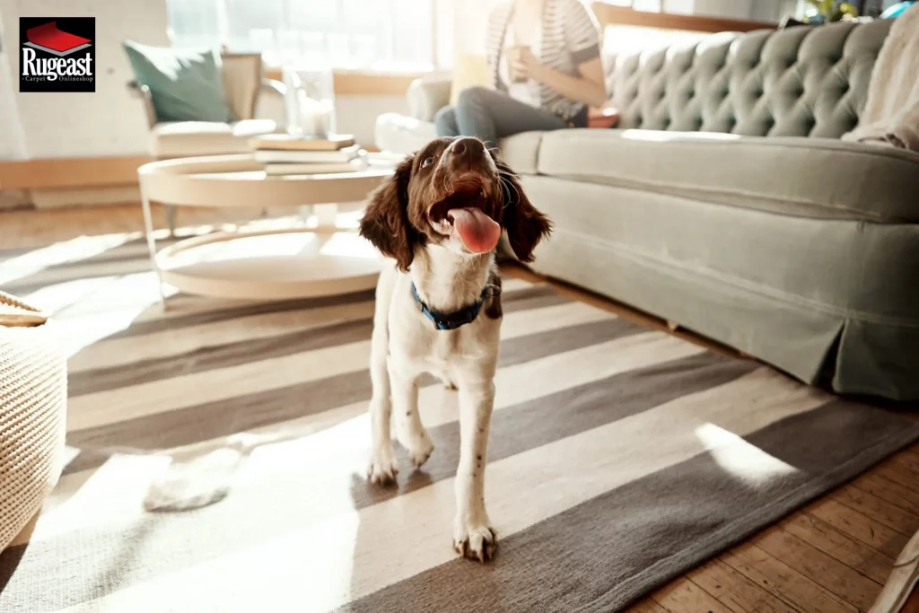 How to Remove Pet Urine from Rugs-rugeast