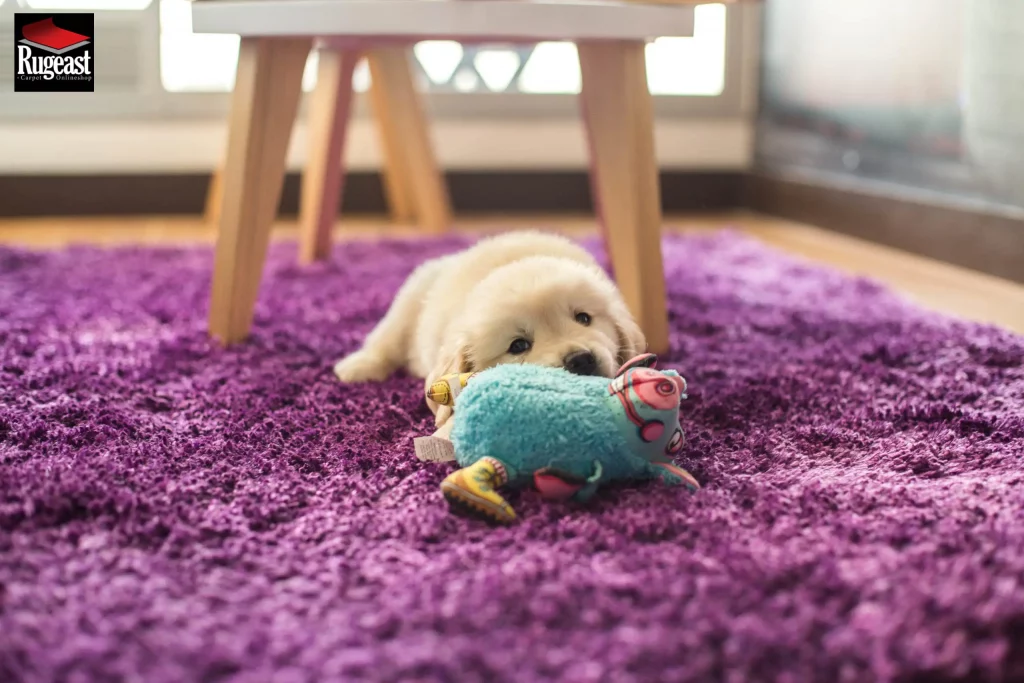 How to Remove Pet Urine from Rugs-rugeast